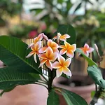 Bed & Breakfast Terrazze Di Montelusa