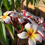 Bed & Breakfast Terrazze Di Montelusa 4*