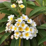 Terrazze Di Montelusa Bed & Breakfast