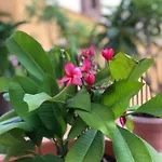 Terrazze Di Montelusa Agrigento