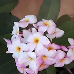 Terrazze Di Montelusa 4*