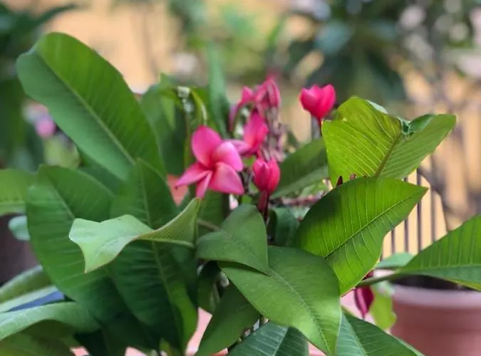 Terrazze Di Montelusa Агридженто