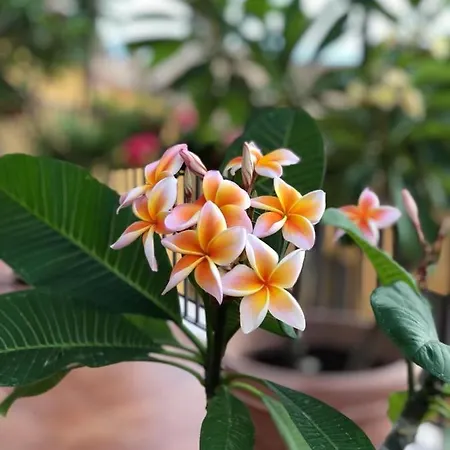 Couette-café Terrazze Di Montelusa