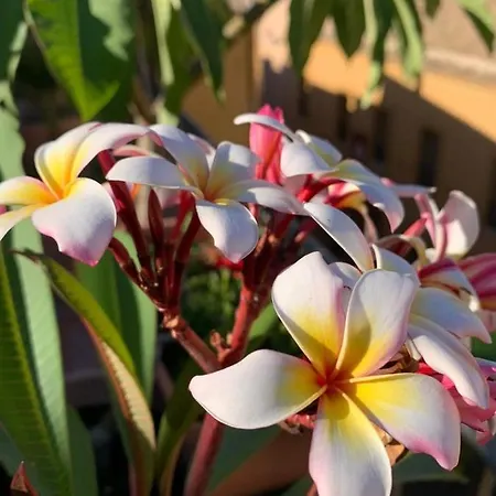 Bed & Breakfast Terrazze Di Montelusa 4*