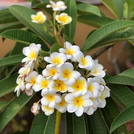 Terrazze Di Montelusa Couette-café