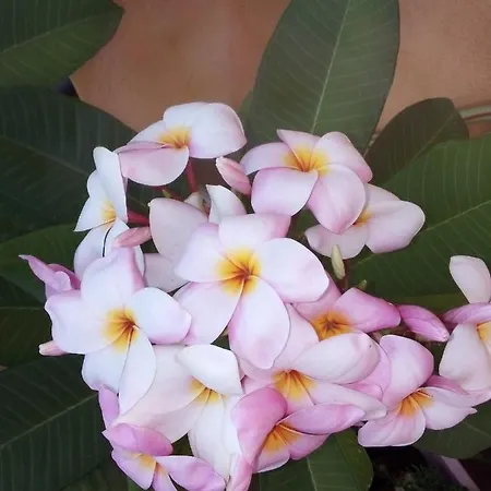 Terrazze Di Montelusa 4*