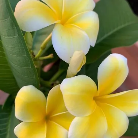 Couette-café Terrazze Di Montelusa Agrigente