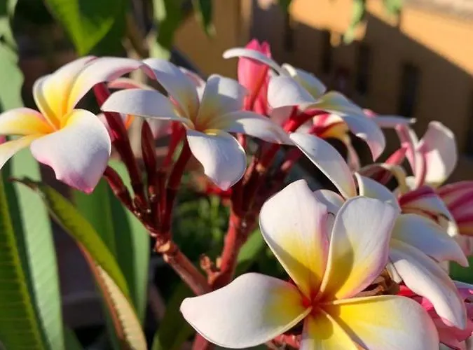 Frühstückspension Terrazze Di Montelusa 4*