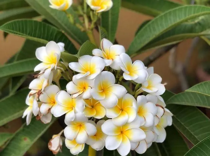 Terrazze Di Montelusa Couette-café