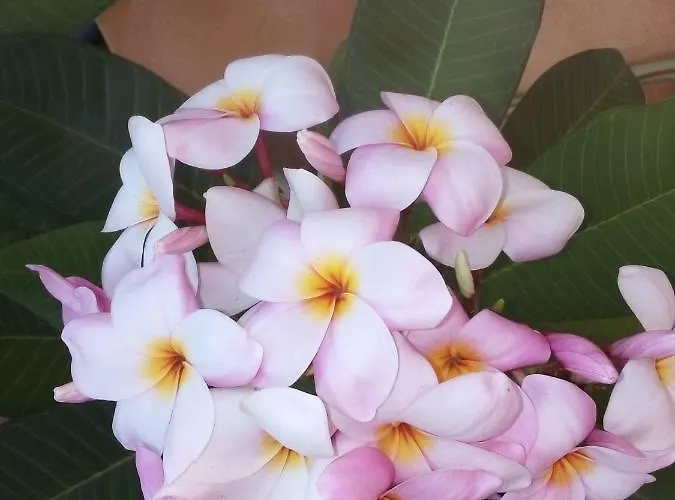 Terrazze Di Montelusa 4*